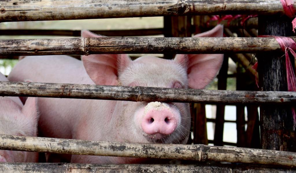Exportaciones porcinas: US$10 millones y crecimiento de más del&nbsp;150%